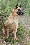 MALINOIS 532